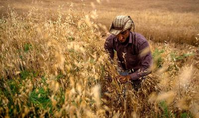 کمیسیون کشاورزی مجلس به قیمت گندم معترض شود/ پیگیری تخلفات دولت از وظایف وکلای مردم است
