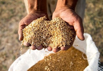 ۴۰درصد افزایش تولید گندم با روش‌های نوین کشاورزی