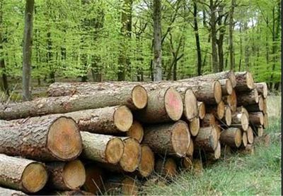 قاچاق چوب، بلای جان جنگل‌های شمال