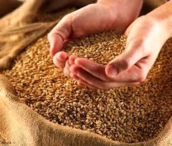 جلوگیری از توزیع گندم بی کیفیت با بورس کالا
