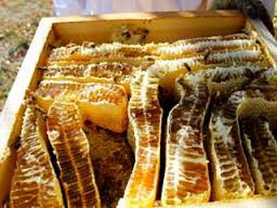 سفیر اسلوونی: برای واردات عسل از ایران آمادگی داریم