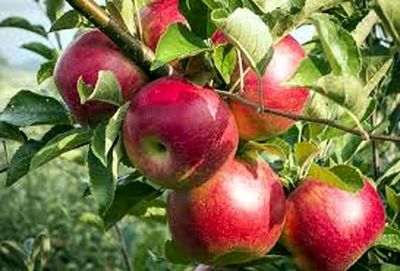 صادرات ۷۰۰هزار تنی سیب درختی
