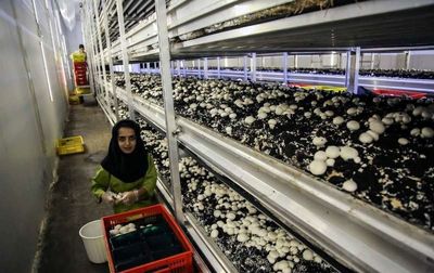الزام واحدهای تولیدی ملزم به عرضه قارچ فله‌ای برچسب‌دار