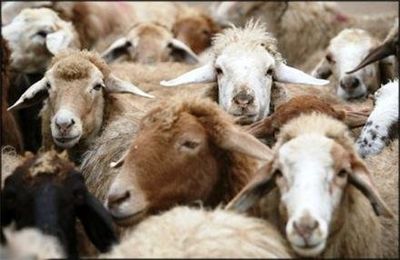 اخذ مجوز برای ثبت سفارش واردات گوسفند نژاد خالص
