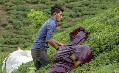 پایان برداشت بهاره برگ سبز چای تا پایان هفته
