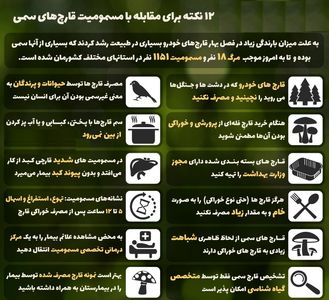 ۱۲ نکته برای مقابله با مسمومیت قارچ‌های سمی +اینفوگرافیک