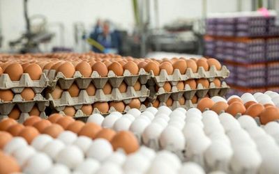 تولید داخلی تخم مرغ کافی است/ واردات تیر خلاص به تولید /دولت حیات ۵ماه آینده مرغداران را تضمین کند