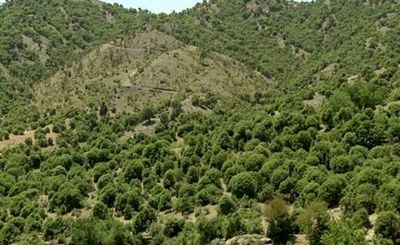 درختانی که فقط در ایران زنده مانده‌اند