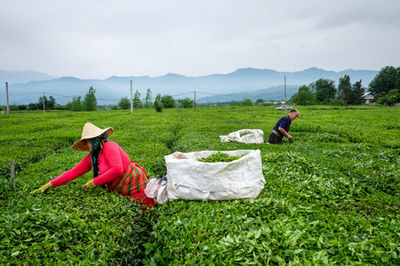 افزایش قدرالسهم کارخانه‌های چای از بهای برگ سبز/ خرید حدود ۱۳هزار تن برگ سبز چای تا امروز