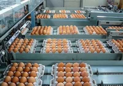 تولید و مصرف تخم مرغ سر به سر شد/ مشکلی برای تامین نیاز ماه رمضان نداریم/ قیمت خرید هر عدد تخم مرغ از مرغداران ۴۸۰تومان است