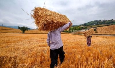 نیمی از پول گندمکاران نقدا پرداخت می‌شود