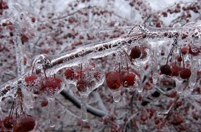 سرما سه میلیون تن میوه را در کشور نابود کرد