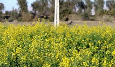 آخرین وضعیت خرید و پرداخت بهای دانه‌های روغنی/ ۵۳درصد از مطالبات گندمکاران پرداخت شده است