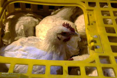 هشدار نسبت به کاهش تولید مرغ در کشور