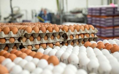 نیازی به واردات تخم‌مرغ از ابتدای سال وجود ندارد