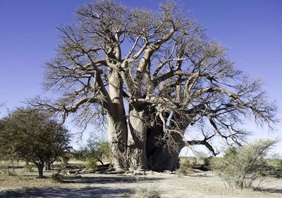 مرگ مرموزِ عجیب‌ترین درختانِ آفریقا +عکس