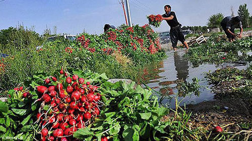 آبیاری ۱۵۰۰ هکتار از مزارع کشاورزی با فاضلاب