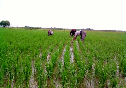 هیات وزیران: کشت برنج به جز گیلان و مازندران ممنوع شود