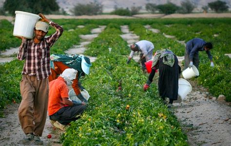 ۱۲۴هزارتن کودشیمیایی مورد نیاز استان‌های شمالی تامین شد