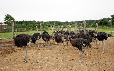 احیاء مراتع بیابانی با سیستم پرورش شتر مرغ در فضای باز/ جذب توریسم یکی از اهداف اجرای طرح است