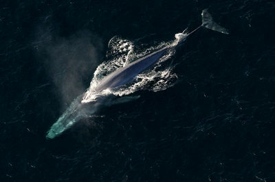 مشاهده بزرگ‌ترین حیوان دنیا در دریای سرخ +عکس