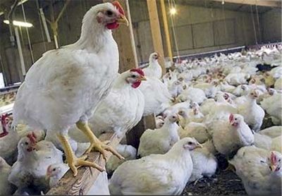 قیمت مرغ تا ۸۵۰۰افزایش می‌یابد