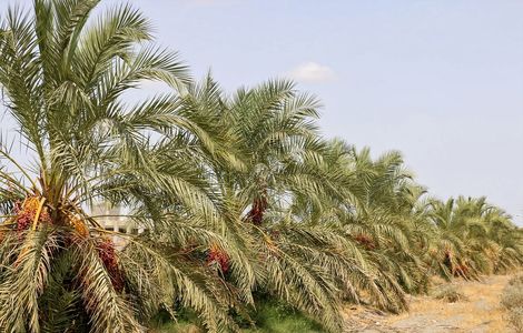 شوری و کم آبی رمق نخلداران خوزستان را گرفت