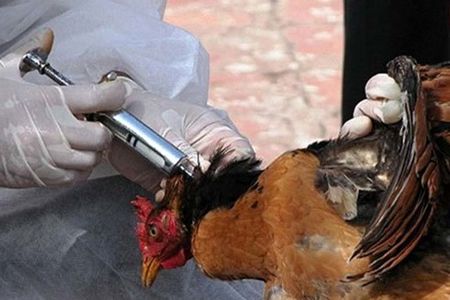 ۱۰ میلیون دوز واکسن آنفلوانزای پرندگان وارد کشور شده است