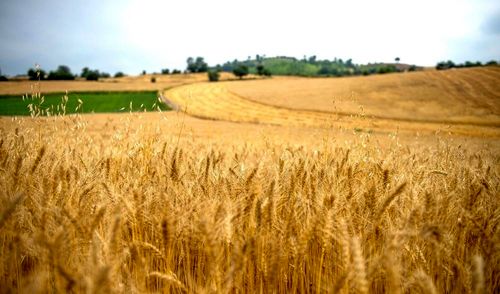 ۱۳میلیون تن گندم امسال در کشور تولید می‌شود/ پیش بینی خرید ۱۰میلیون تن گندم از کشاورزان