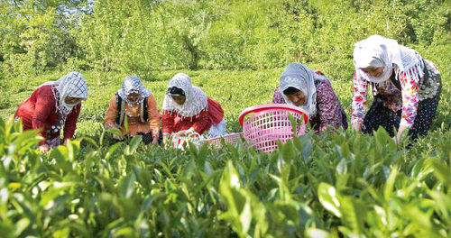 چای خشک در بورس کالا عرضه می‌شود
