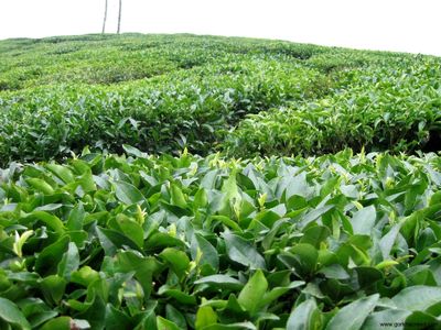 عرضه چای خشک در بورس کالا