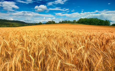 ابلاغ مصوبه شورای اقتصاد برای خرید تضمینی گندم