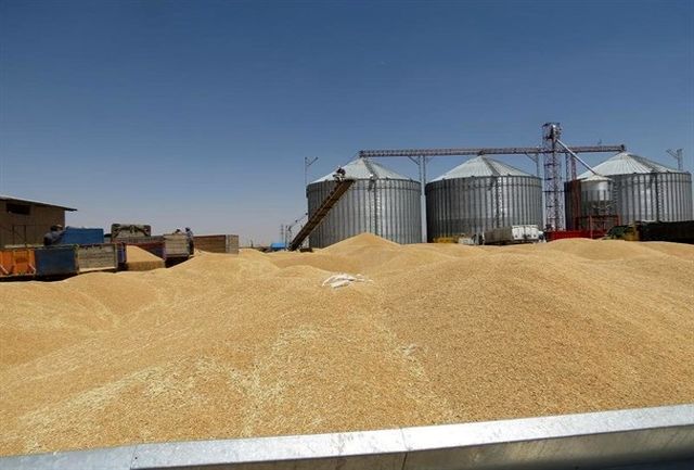 خرید بیش از 16 هزار تن گندم و کلزا از کشاورزان شوشتر