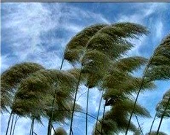 پیش‌بینی وزش باد و افزایش دما در استان‌های شمالی