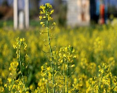 تولید کلزا در کشور امسال ۲برابر می‌شود