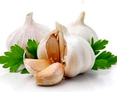 مصرف سیر خون را رقیق می‌کند