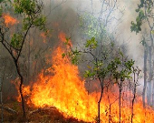 چه میزان از جنگل‌های کشور در آتش سوختند؟