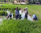 برنج‌کاران گیلانی منتظر رهاسازی آب سد منجیل / ۱۰اردیبهشت وعده مسئولان