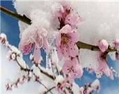 سرمازدگی یک هفته اخیر هزار میلیارد تومان به باغات کشور خسارت زد