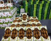 تولید غذای ارگانیک در کشور غیرممکن است