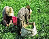 خسارت ۴۰میلیارد تومانی ۳۰درصد از تولیدات چای بهاره در پی سرما