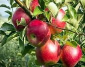 درخواست برای حذف یارانه صادراتی سیب +سند
