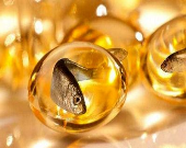 کاهش علائم پوکی استخوان با مصرف روغن ماهی