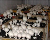 دستورالعملی برای نظارت بر توزیع قارچ پیش‌بینی نشده است/ توزیع فله‌ای سلامت مردم را دچار مخاطره کرده است/ برچسب سلامت انجمن آماده است وزارت جهاد کشاورزی همکاری نمی‌کند