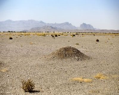 بخت سیاه؛ بختگان