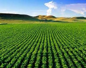برای افزایش راندمان آبیاری باید از کشت سنتی فاصله بگیریم/ راه‌اندازی شرکت‌های گلخانه‌ای در سطح ۱۰۰ هکتار
