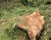 باغ برره در آستانه نابودی +عکس