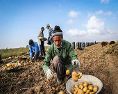 آغاز خرید تضمینی سیب زمینی بهاره از کشاورزان/ قیمت هر کیلوگرم سیب زمینی ۴۱۲۱ریال