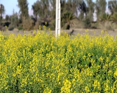 آخرین وضعیت خرید و پرداخت بهای دانه‌های روغنی/ ۵۳درصد از مطالبات گندمکاران پرداخت شده است