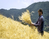 ۳.۴ میلیون تن؛ خرید تضمینی گندم در سال‌جاری